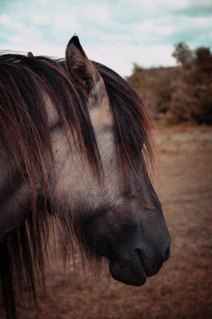 Close-up portrait of a horse in a natural, rustic environment outdoors.